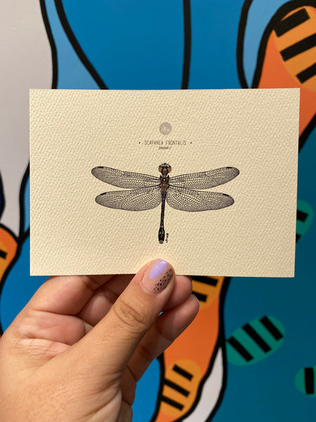 PUPA BY GIO-Art Print-Dragonfly