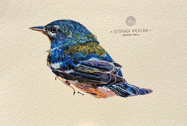 PUPA BY GIO- Art Print- Northern Parula