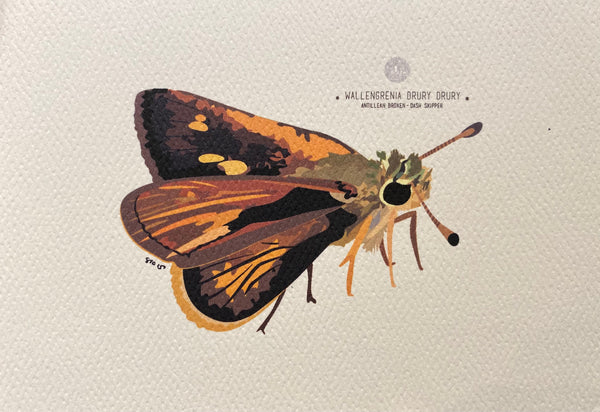 PUPA BY GIO- Art Print- Antillean Broken Dash Skipper