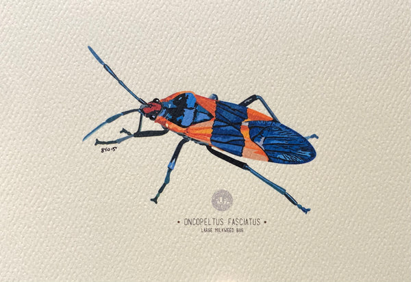 PUPA BY GIO- Art Print- Large Milkweed Bug