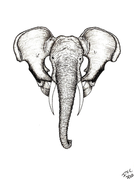 ANATOMIKO - Postcard - Loxodonta