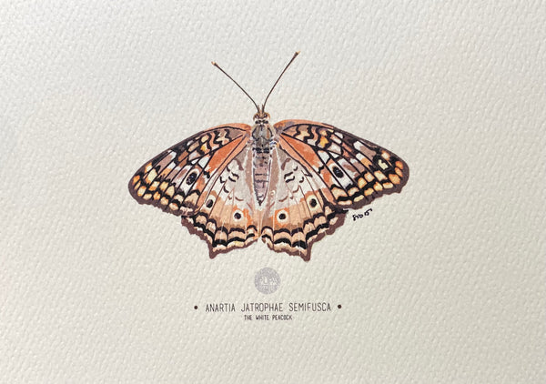 PUPA BY GIO- Art Print- The White Peacock