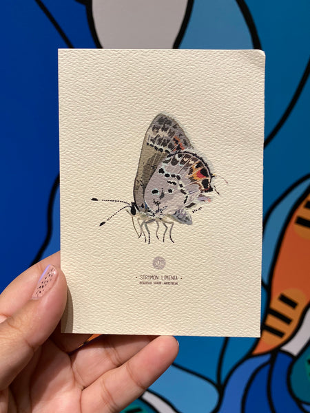 PUPA BY GIO- Art Print- Disguised Scrub- Hairstreak