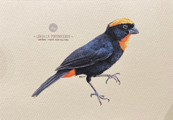 PUPA BY GIO- Art Print- Puerto Rican Bullfinch