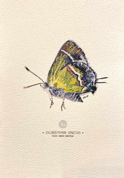PUPA BY GIO- Art Print- Silver- Banded Hairstreak