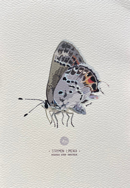 PUPA BY GIO- Art Print- Disguised Scrub- Hairstreak