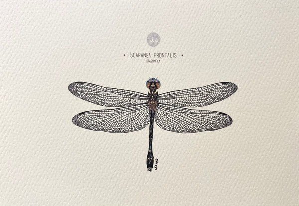 PUPA BY GIO-Art Print-Dragonfly