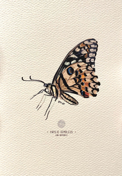 PUPA BY GIO- Art Print- Lime Butterfly