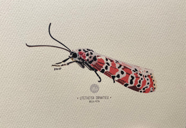 PUPA BY GIO- Art Print- Bella Moth